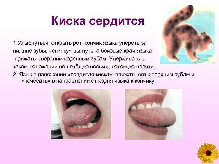 Киска сердится 1. Улыбнуться, открыть рот, кончик языка упереть за нижние зубы, «спинку» выгнуть,