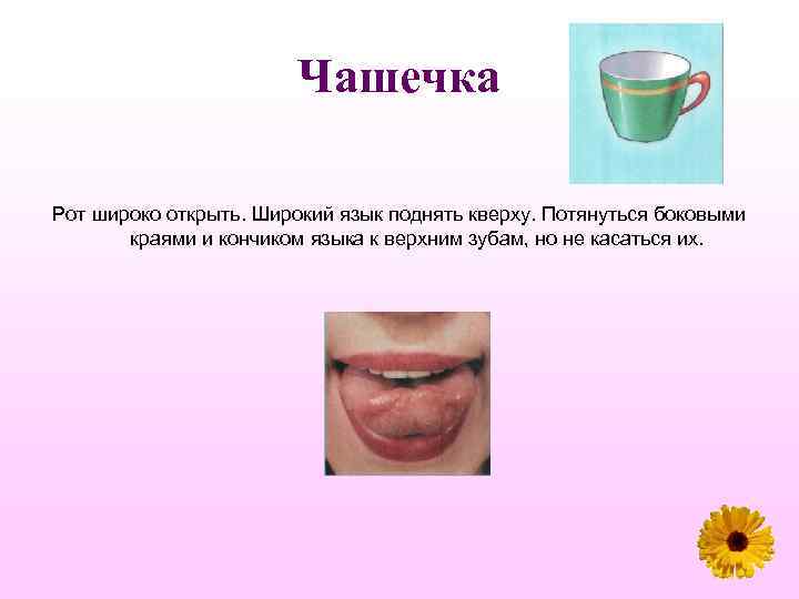 Чашечка Рот широко открыть. Широкий язык поднять кверху. Потянуться боковыми краями и кончиком языка