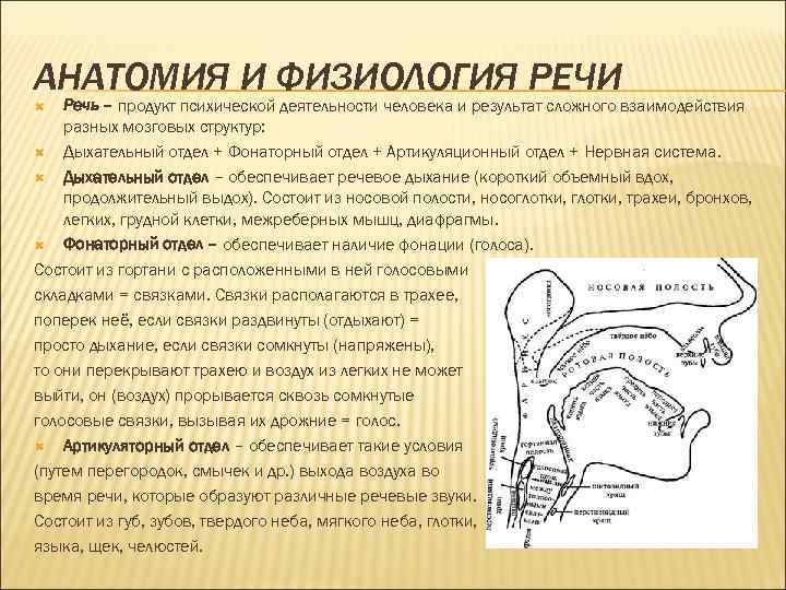 АНАТОМИЯ И ФИЗИОЛОГИЯ РЕЧИ Речь – продукт психической деятельности человека и результат сложного взаимодействия