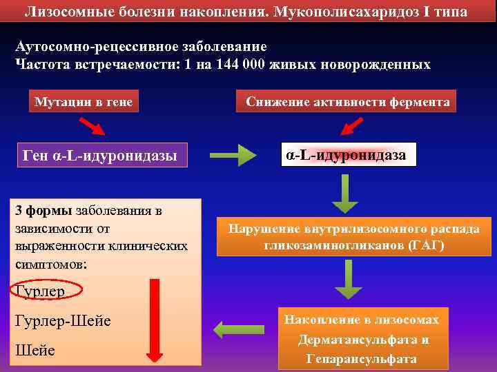 Лизосомные болезни накопления. Мукополисахаридоз I типа Аутосомно-рецессивное заболевание Частота встречаемости: 1 на 144 000