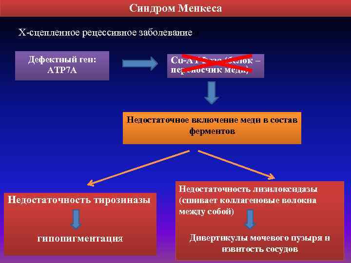 Синдром Менкеса Х-сцепленное рецессивное заболеванием Дефектный ген: ATP 7 A Cu-AТФаза (белок – переносчик