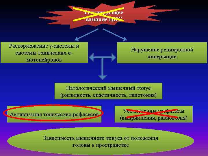 Регулирующее влияние ЦНС Расторможение γ-системы и системы тонических αмотонейронов Нарушение реципрокной иннервации Патологический мышечный