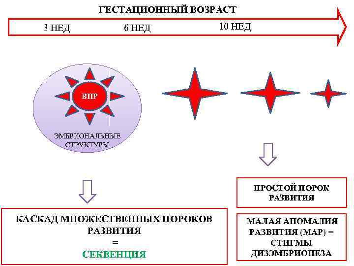 ГЕСТАЦИОННЫЙ ВОЗРАСТ 3 НЕД 6 НЕД 10 НЕД ВПР ЭМБРИОНАЛЬНЫЕ СТРУКТУРЫ ПРОСТОЙ ПОРОК РАЗВИТИЯ