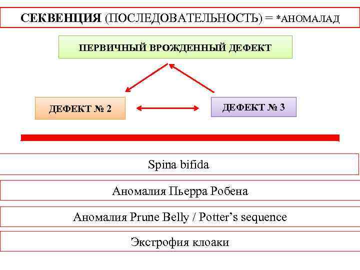 СЕКВЕНЦИЯ (ПОСЛЕДОВАТЕЛЬНОСТЬ) = *АНОМАЛАД ПЕРВИЧНЫЙ ВРОЖДЕННЫЙ ДЕФЕКТ № 3 ДЕФЕКТ № 2 Spina bifida