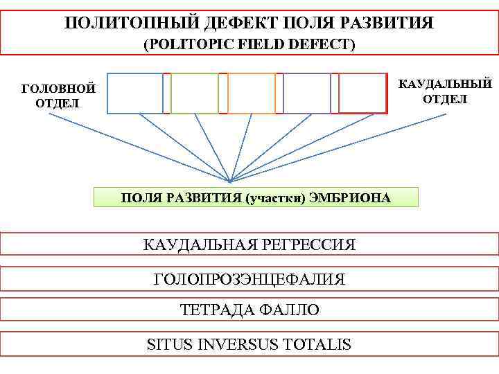 ПОЛИТОПНЫЙ ДЕФЕКТ ПОЛЯ РАЗВИТИЯ (POLITOPIC FIELD DEFECT) ГОЛОВНОЙ ОТДЕЛ Н ПОЛЯ РАЗВИТИЯ (участки) ЭМБРИОНА