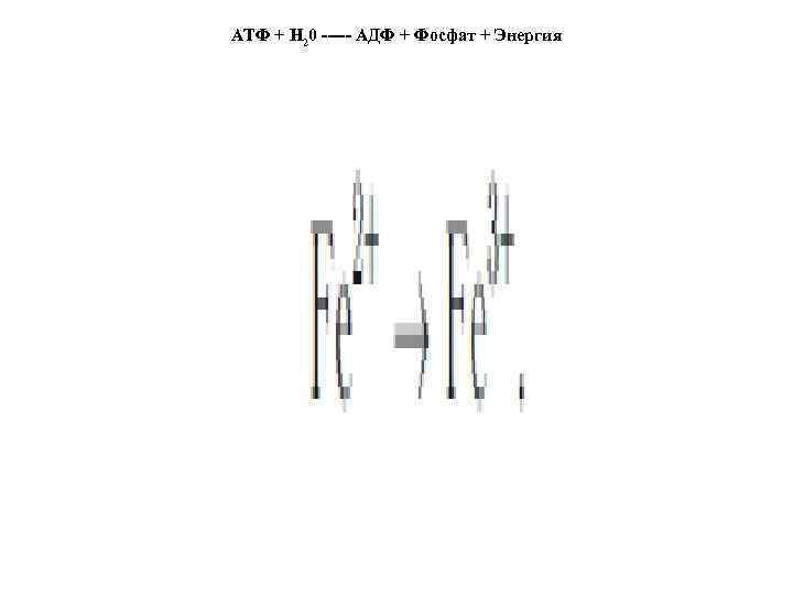 АТФ + Н 20 ----- АДФ + Фосфат + Энергия 