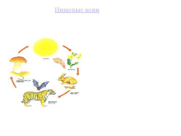 Пищевые цепи 