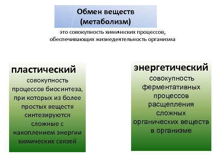 Обмен веществ (метаболизм) это совокупность химических процессов, обеспечивающих жизнедеятельность организма пластический совокупность процессов биосинтеза,