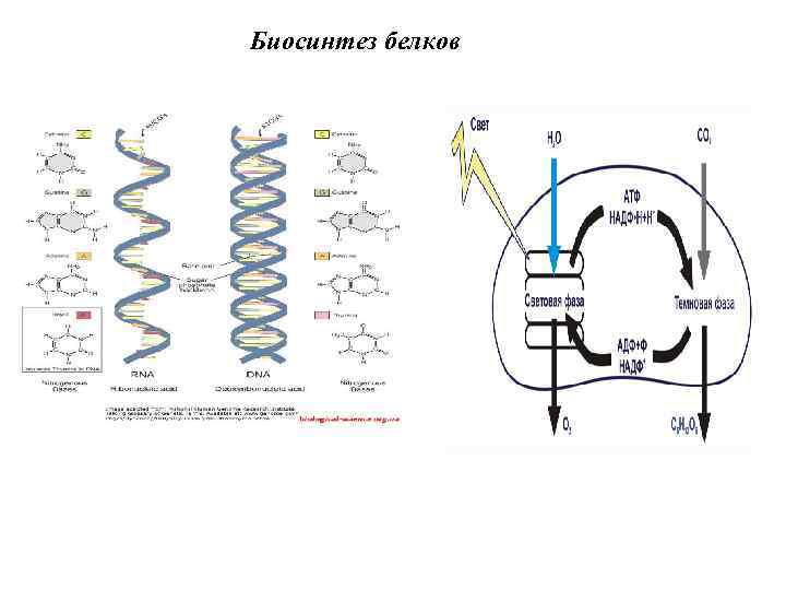 Биосинтез белков 