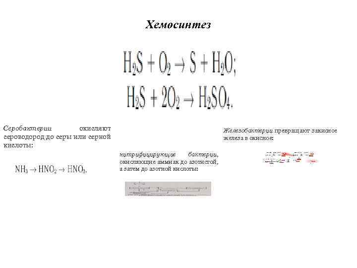 Хемосинтез Серобактерии окисляют сероводород до серы или серной кислоты: Железобактерии превращают закисное железа в