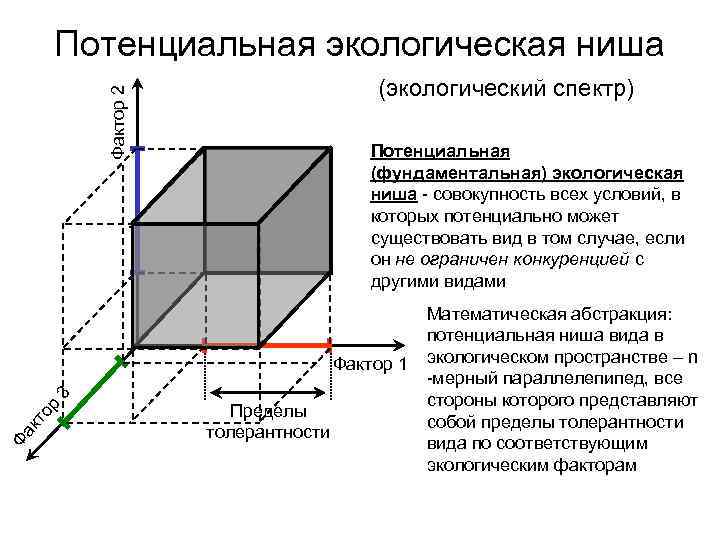 Потенциальная экологическая ниша Фактор 2 (экологический спектр) Потенциальная (фундаментальная) экологическая ниша - совокупность всех