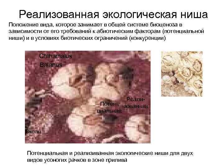 Реализованная экологическая ниша Положение вида, которое занимает в общей системе биоценоза в зависимости от