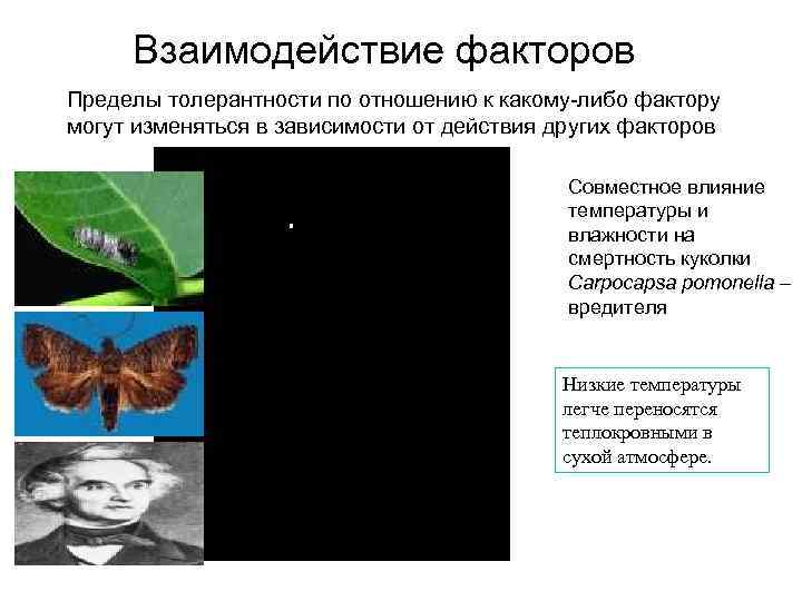 Взаимодействие факторов. Взаимодействие факторов среды. Закон взаимодействия факторов. Закон взаимодействия факторов среды. Приведите примеры взаимодействия факторов.