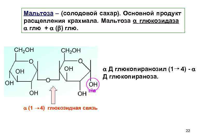 Мальтоза – (солодовой сахар). Основной продукт расщепления крахмала. Мальтоза глюкозидaза глю + ( )