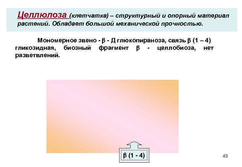 Целлюлоза (клетчатка) – структурный и опорный материал растений. Обладает большой механической прочностью. Мономерное звено