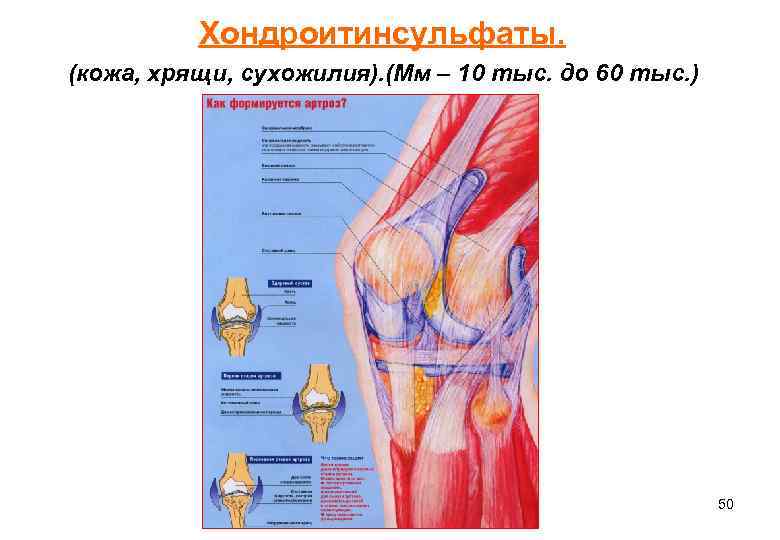 Хондроитинсульфаты. (кожа, хрящи, сухожилия). (Мм – 10 тыс. до 60 тыс. ) 50 