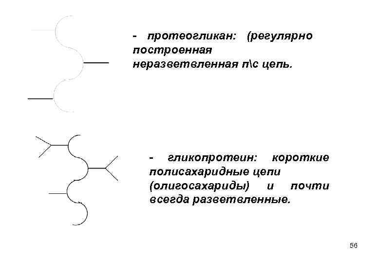 - протеогликан: (регулярно построенная неразветвленная пс цепь. - гликопротеин: короткие полисахаридные цепи (олигосахариды) и
