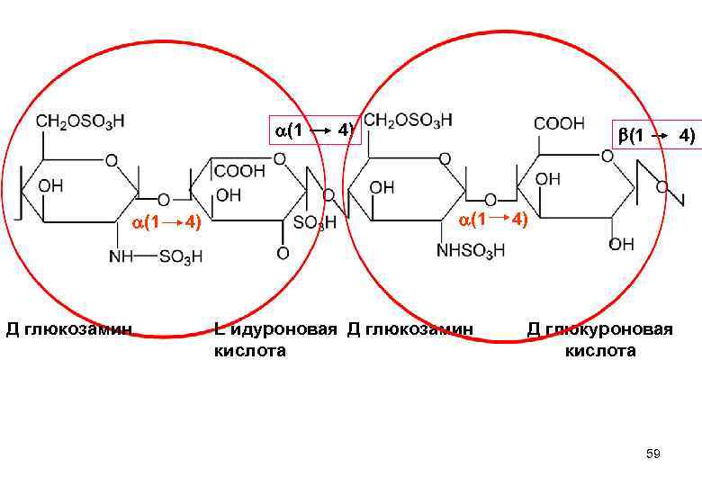 (1 Д глюкозамин 4) 4) (1 L идуроновая Д глюкозамин кислота 4) 4)
