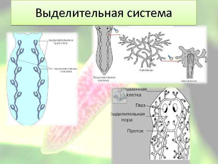 Выделительная система 