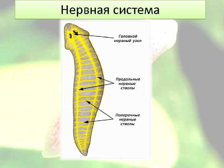 Органы чувств белой планарии