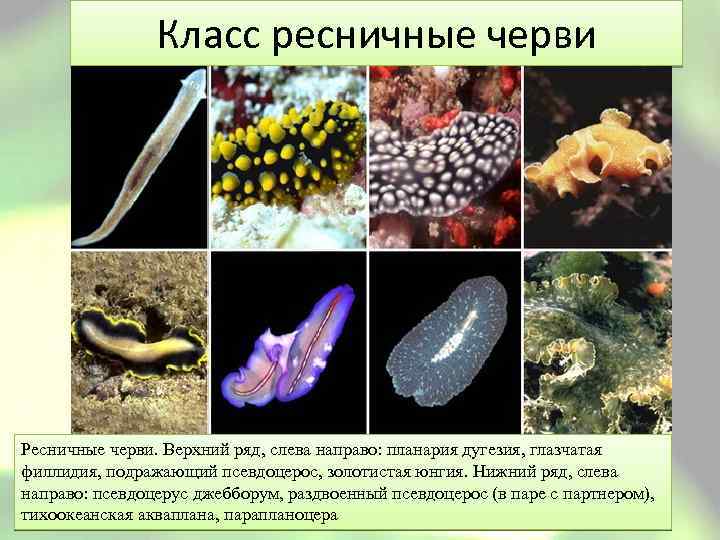 Класс ресничные черви Ресничные черви. Верхний ряд, слева направо: планария дугезия, глазчатая филлидия, подражающий
