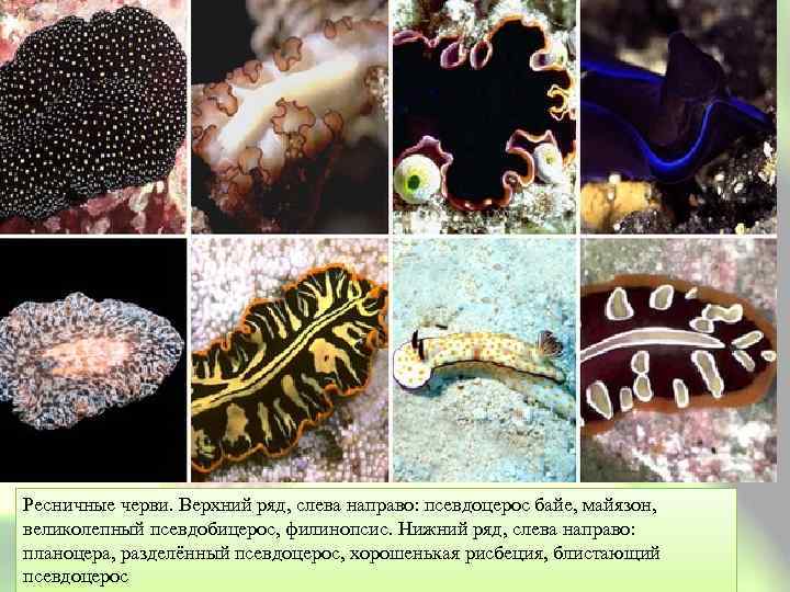 Ресничные черви. Верхний ряд, слева направо: псевдоцерос байе, майязон, великолепный псевдобицерос, филинопсис. Нижний ряд,
