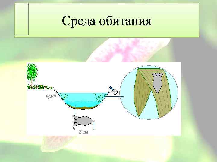 Среда обитания 