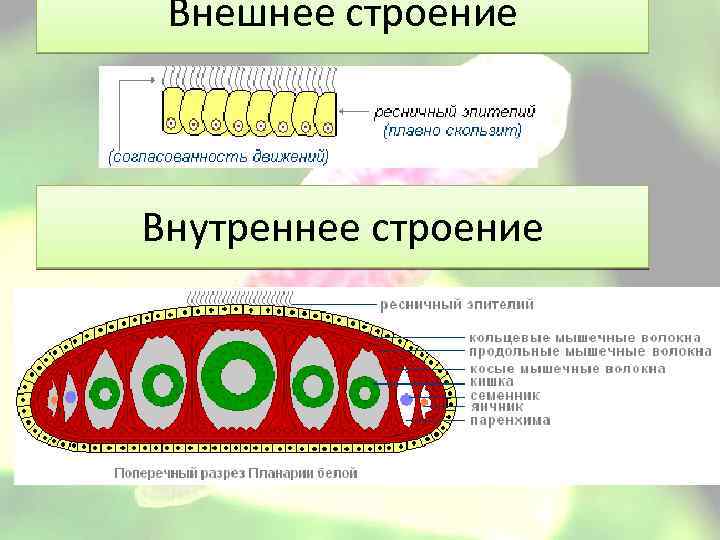 Внешнее строение Внутреннее строение 