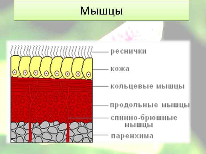 Мышцы 