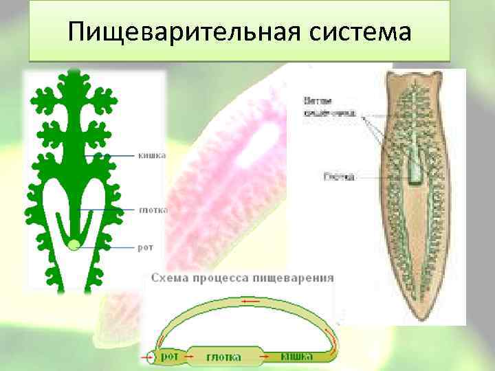 Пищеварительная система 