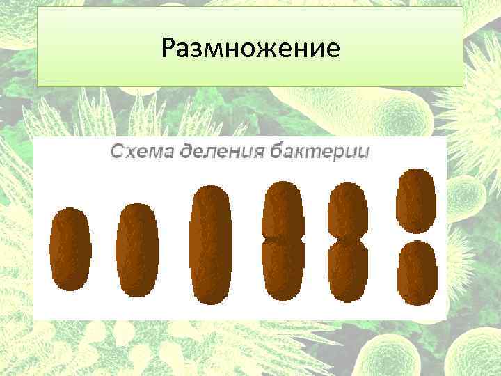 Размножение 