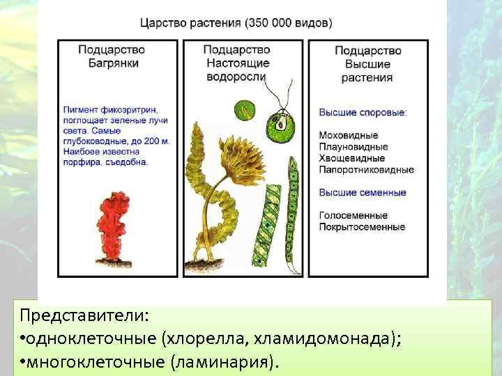 Представители: • одноклеточные (хлорелла, хламидомонада); • многоклеточные (ламинария). 