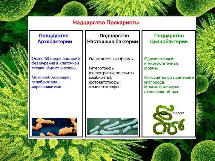 Надцарство прокариоты. Подцарство бактерии оксифотобактерии. Бактерии бациллы цианобактерии. Классификация бактерий подцарства. Классификация бактерий архебактерии.