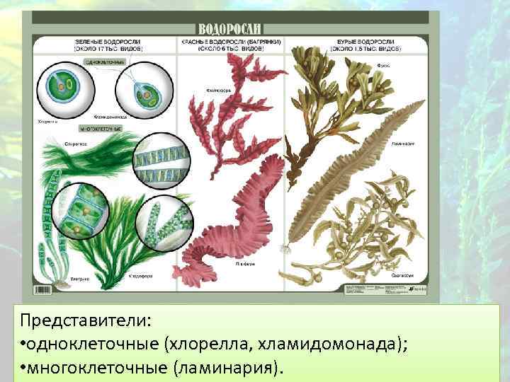 Представители: • одноклеточные (хлорелла, хламидомонада); • многоклеточные (ламинария). 