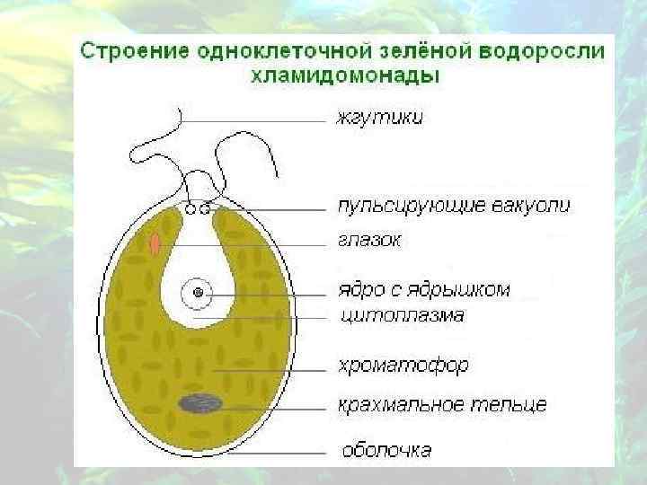 Строение хламидомонады 5 класс рисунок с подписями