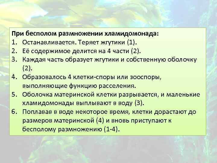 При бесполом размножении хламидомонада: 1. Останавливается. Теряет жгутики (1). 2. Её содержимое делится на