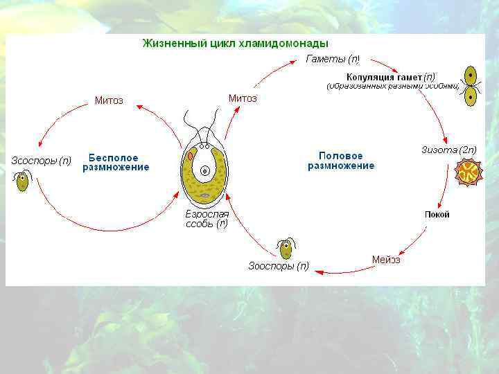 Схема размножения хламидомонады биология 5 класс - 95 фото