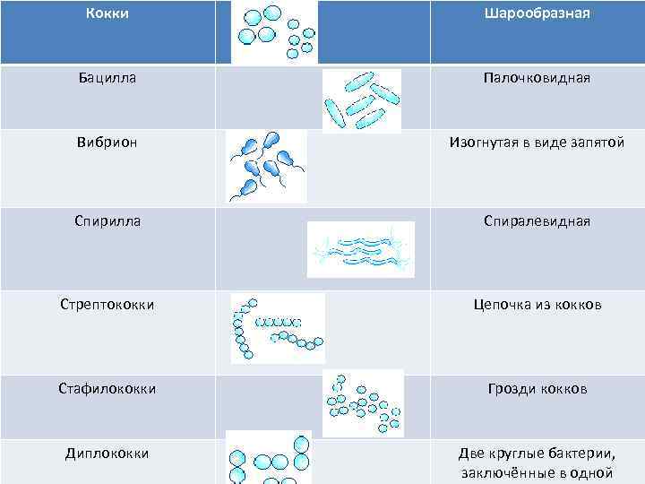 Кокки Шарообразная Бацилла Палочковидная Вибрион Изогнутая в виде запятой Спирилла Спиралевидная Стрептококки Цепочка из