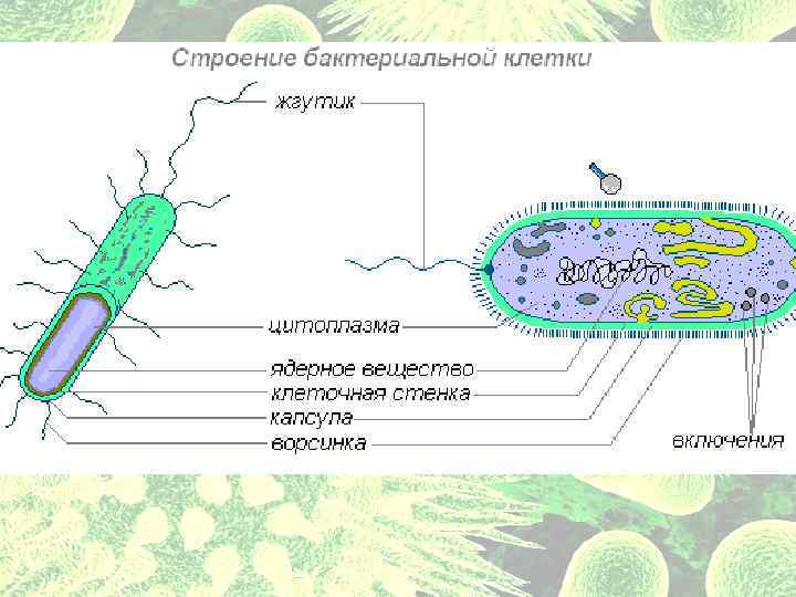 Цементная бацилла фото