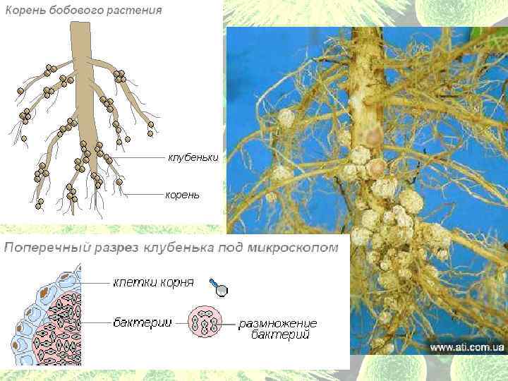 Азотфиксирующие бактерии относят