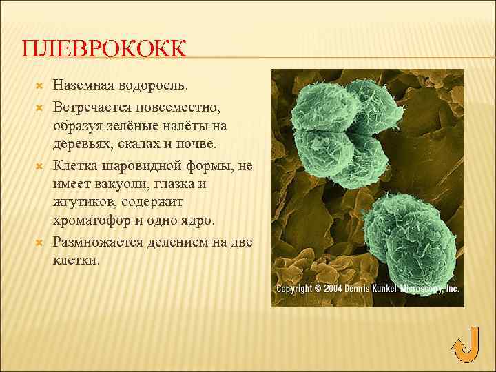 ПЛЕВРОКОКК Наземная водоросль. Встречается повсеместно, образуя зелёные налёты на деревьях, скалах и почве. Клетка
