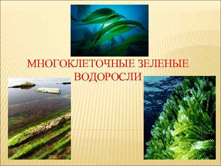 МНОГОКЛЕТОЧНЫЕ ЗЕЛЕНЫЕ ВОДОРОСЛИ 