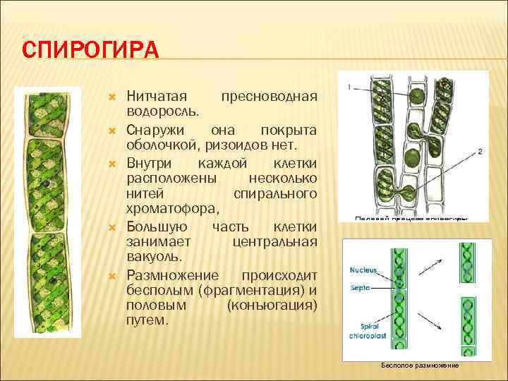 СПИРОГИРА Нитчатая пресноводная водоросль. Снаружи она покрыта оболочкой, ризоидов нет. Внутри каждой клетки расположены