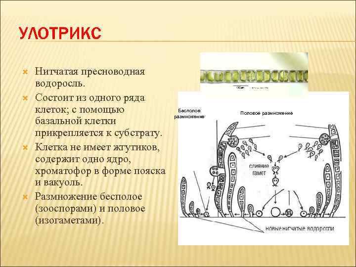 УЛОТРИКС Нитчатая пресноводная водоросль. Состоит из одного ряда клеток; с помощью базальной клетки прикрепляется