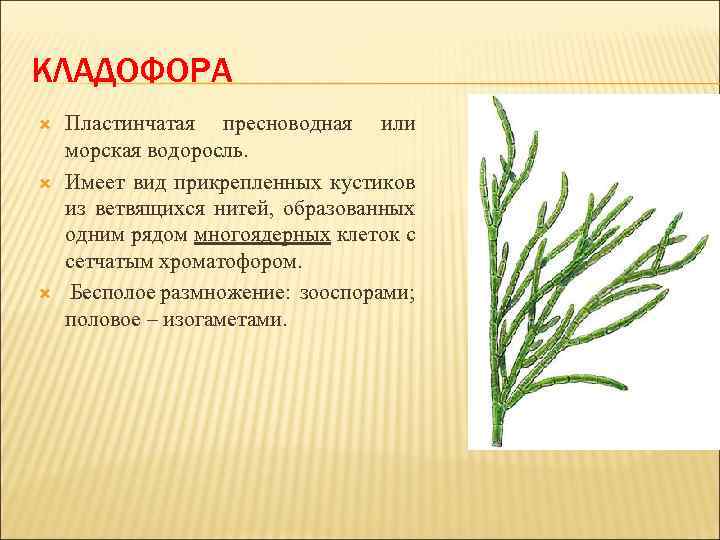 КЛАДОФОРА Пластинчатая пресноводная или морская водоросль. Имеет вид прикрепленных кустиков из ветвящихся нитей, образованных