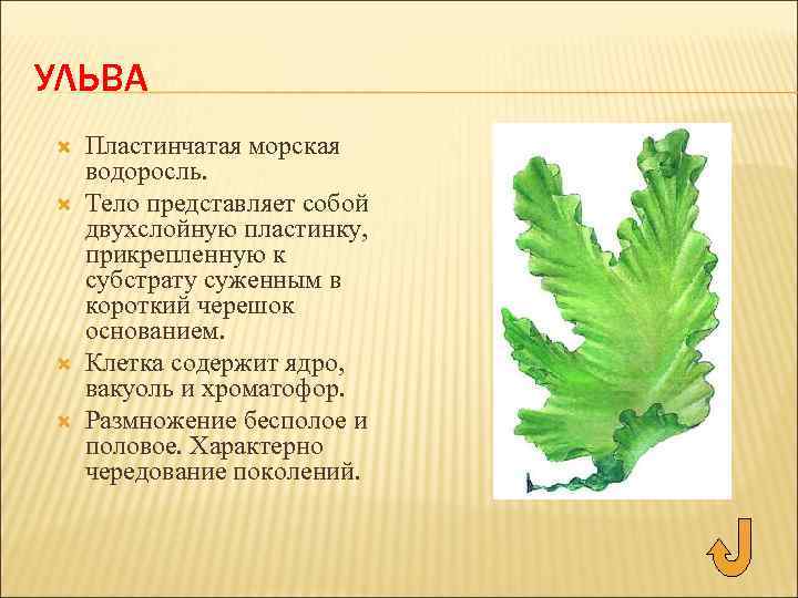 УЛЬВА Пластинчатая морская водоросль. Тело представляет собой двухслойную пластинку, прикрепленную к субстрату суженным в