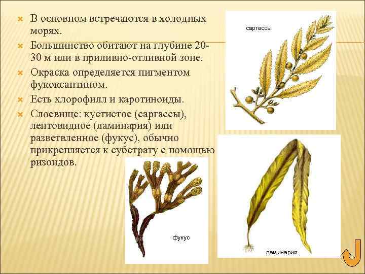  В основном встречаются в холодных морях. Большинство обитают на глубине 2030 м или