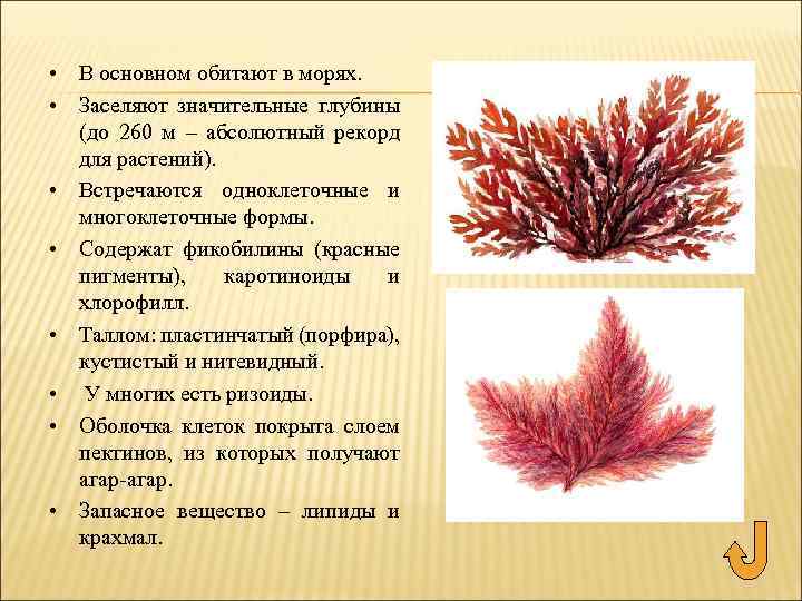  • В основном обитают в морях. • Заселяют значительные глубины (до 260 м