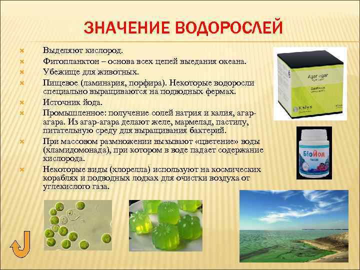 ЗНАЧЕНИЕ ВОДОРОСЛЕЙ Выделяют кислород. Фитопланктон – основа всех цепей выедания океана. Убежище для животных.