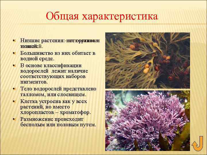 Общая характеристика • Низшие растения – нет органов растения: нет органов и тканей. •